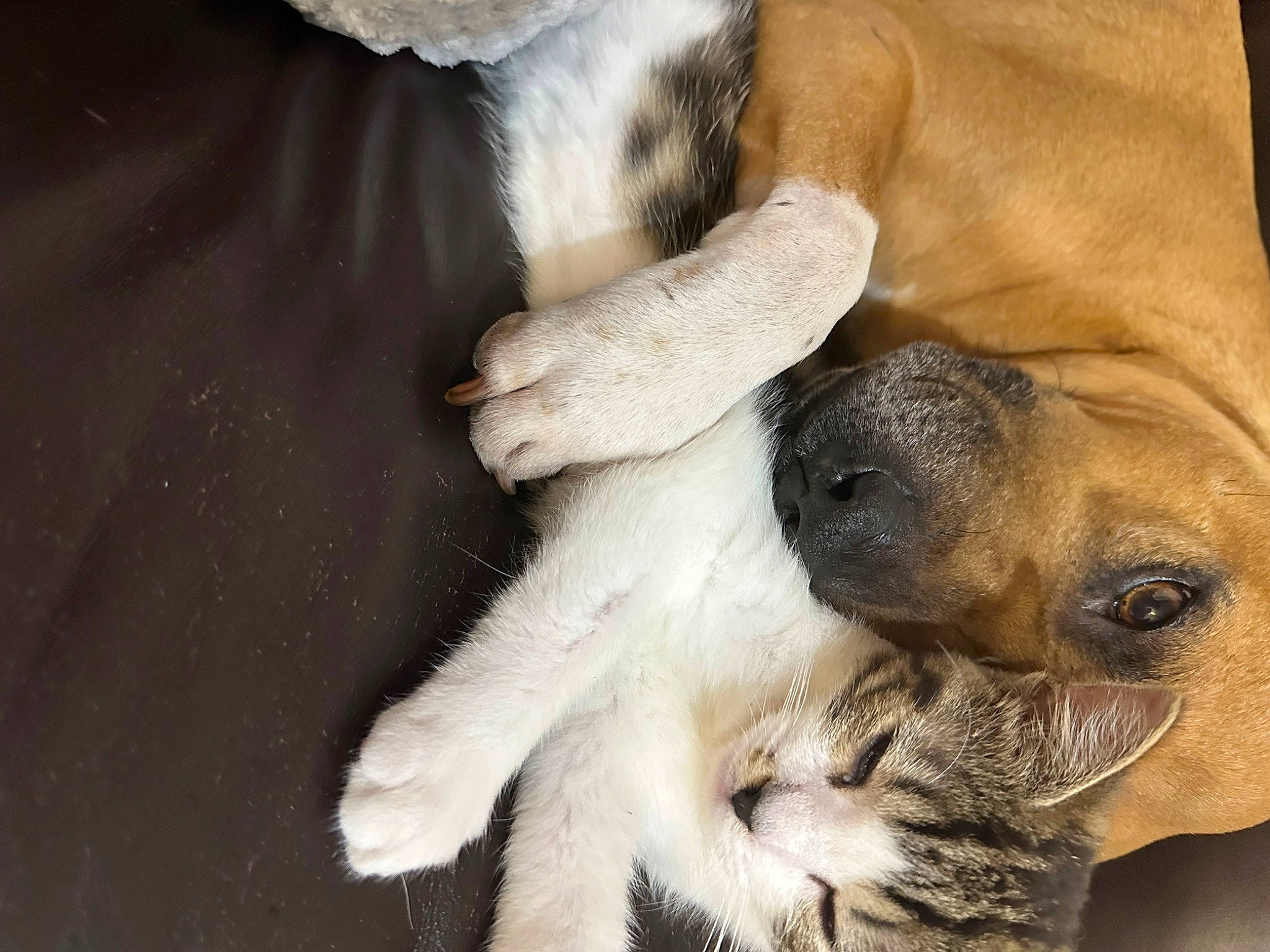 Joey joined the competition — help win amazing prizes! bored, canidae, carnivore, claw, comfort, companion_dog, dog, dog_breed, ear, fawn, fur, gesture, nail, paw, puppy_love, snout, sporting_group, toy_dog, whiskers, working_animal