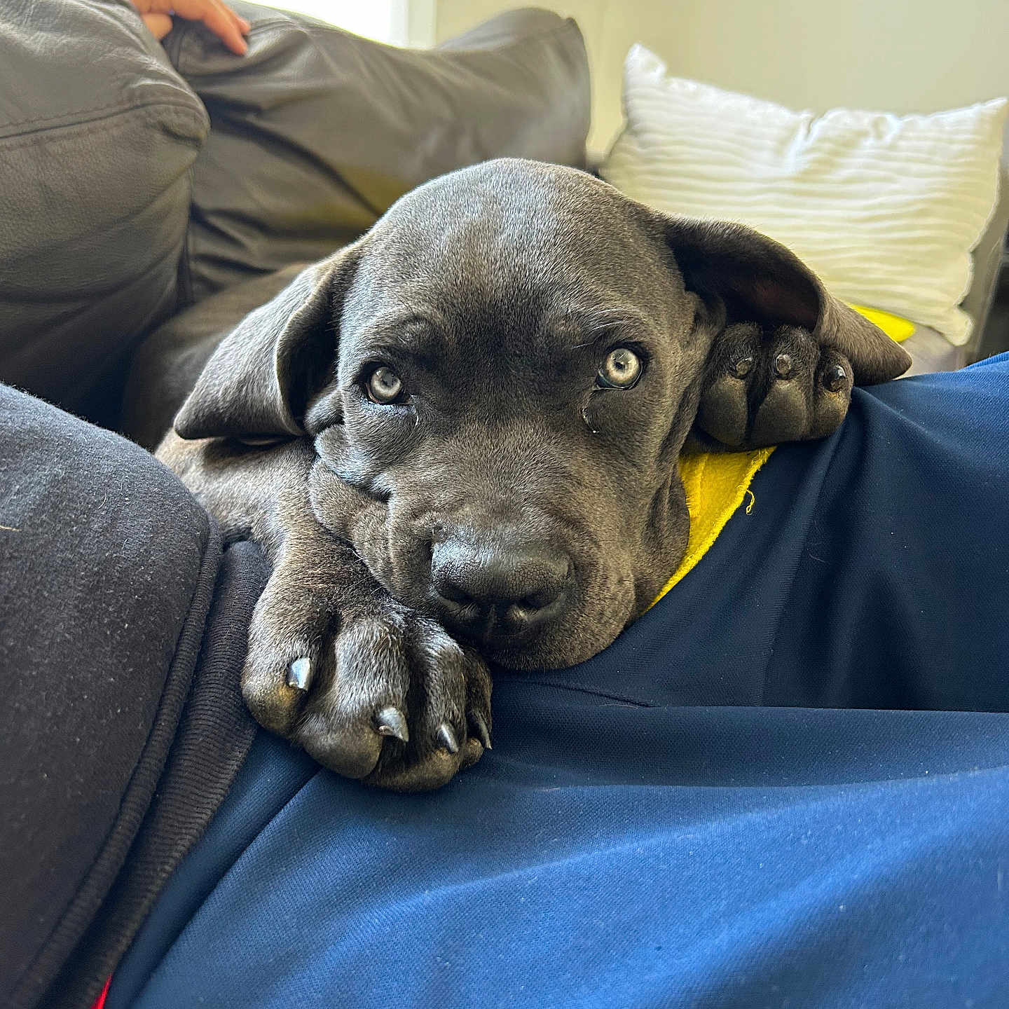 Azul a rejoint le concours — aidez-le/la à gagner de superbes lots ! puppy, dog, gray_dog, close_up, resting, lap, paws, couch, indoor, cozy, pet, animal, cute, sleepy, portrait, person, hand, pillow, relaxing, soft_light