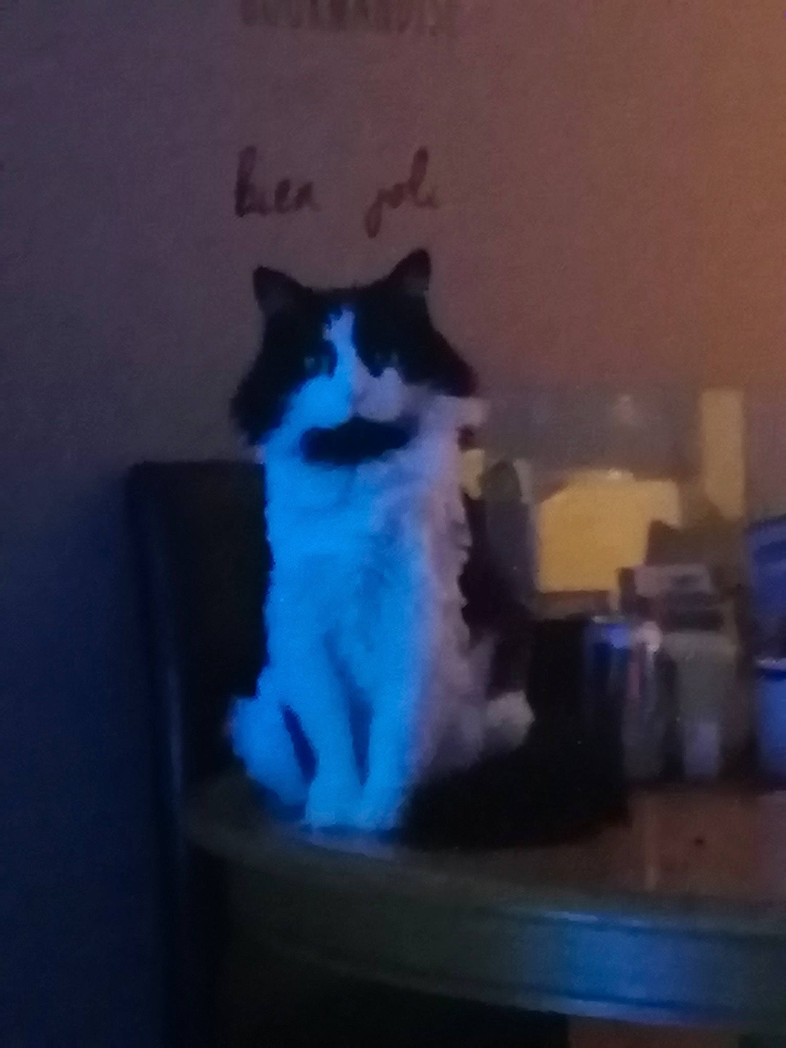 Doudoune a rejoint le concours — aidez-le/la à gagner de superbes lots ! carnivore, cat, cat_supply, comfort, desk, display_device, domestic_short_haired_cat, felidae, flat_panel_display, fur, room, shelf, sitting, small_to_medium_sized_cats, square, table, tail, whiskers