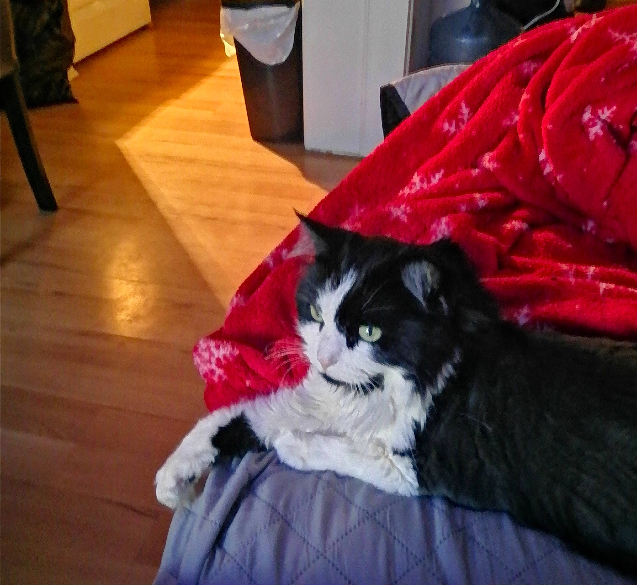 Doudoune participe au concours pour gagner de l'argent avec cette photo : bed, black_cat, carnivore, cat, comfort, companion_dog, domestic_short_haired_cat, felidae, flooring, fur, hardwood, lap, linens, room, small_to_medium_sized_cats, tail, tree, varnish, whiskers, wood