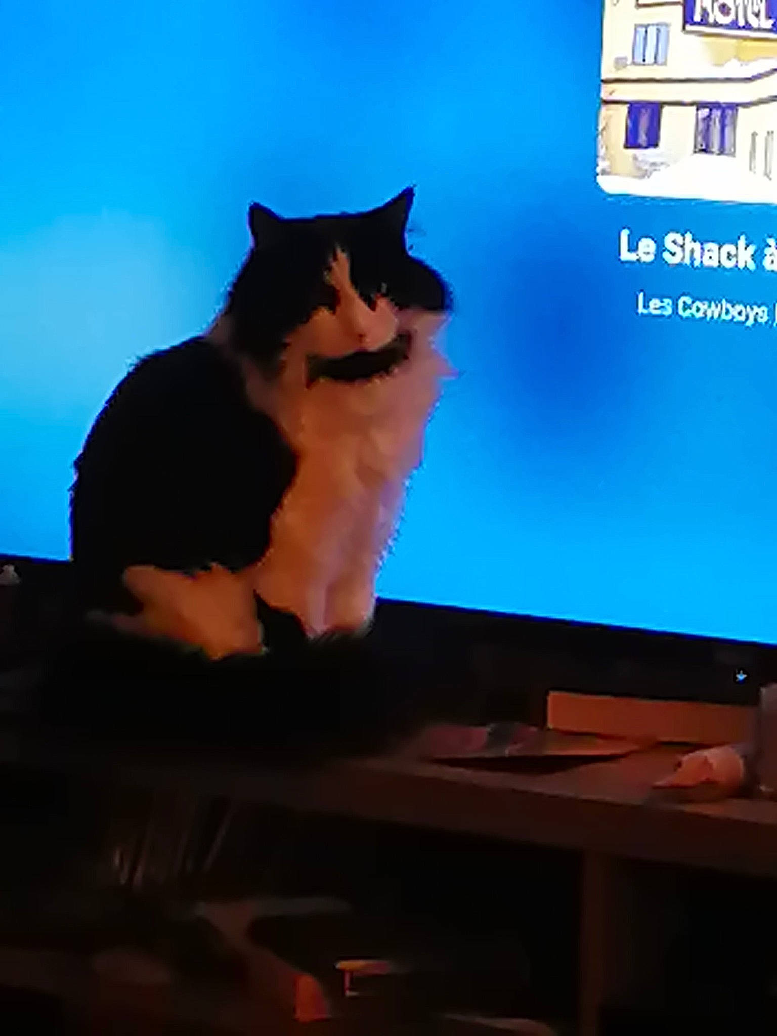 Doudoune participe au concours pour gagner de l'argent avec cette photo : carnivore, cat, computer, display_device, domestic_short_haired_cat, electronic_device, event, felidae, flat_panel_display, fur, gadget, led_backlit_lcd_display, output_device, small_to_medium_sized_cats, table, tail, technology, television, television_set, whiskers