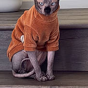 Coco joined the competition — help win amazing prizes! animal, blue_eyes, cat, cozy, cute, domestic_cat, feline, floor, hairless_cat, houseplant, indoor, looking, minimalist, orange_sweater, pet, portrait, sitting, sphynx_cat, wooden_steps, wrinkled_skin