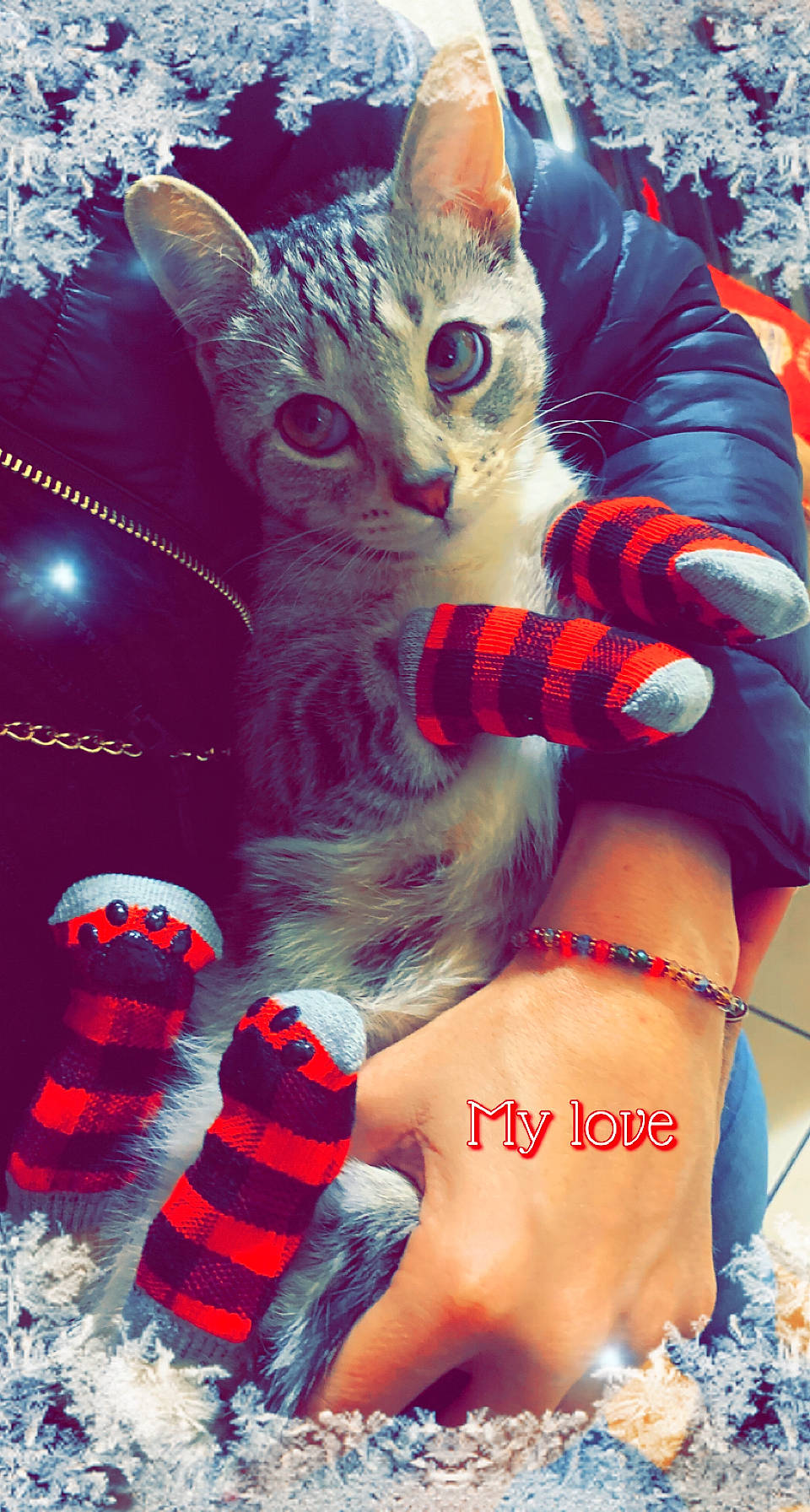 Frenchie joined the competition — help win amazing prizes! cat, electric_blue, event, fashion_accessory, fawn, felidae, finger, fur, gesture, happy, holiday, light, pattern, plant, small_to_medium_sized_cats, snout, tail, toy, tree, whiskers