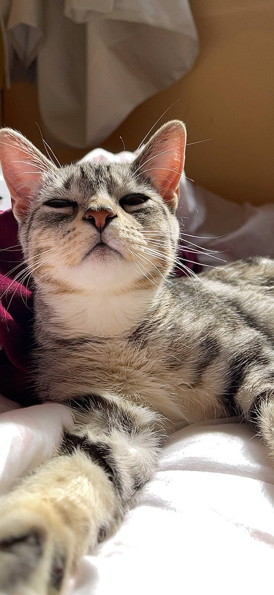 Frenchie is registered to the contest to win money with this photo: carnivore, cat, cat_supply, claw, comfort, domestic_short_haired_cat, felidae, fur, paw, small_to_medium_sized_cats, snout, terrestrial_animal, whiskers