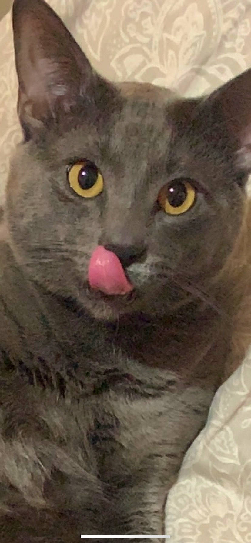 Dutch is registered to the contest to win money with this photo: black_cat, carnivore, cat, close_up, domestic_short_haired_cat, ear, felidae, fur, grey, havana_brown, iris, small_to_medium_sized_cats, snout, terrestrial_animal, whiskers