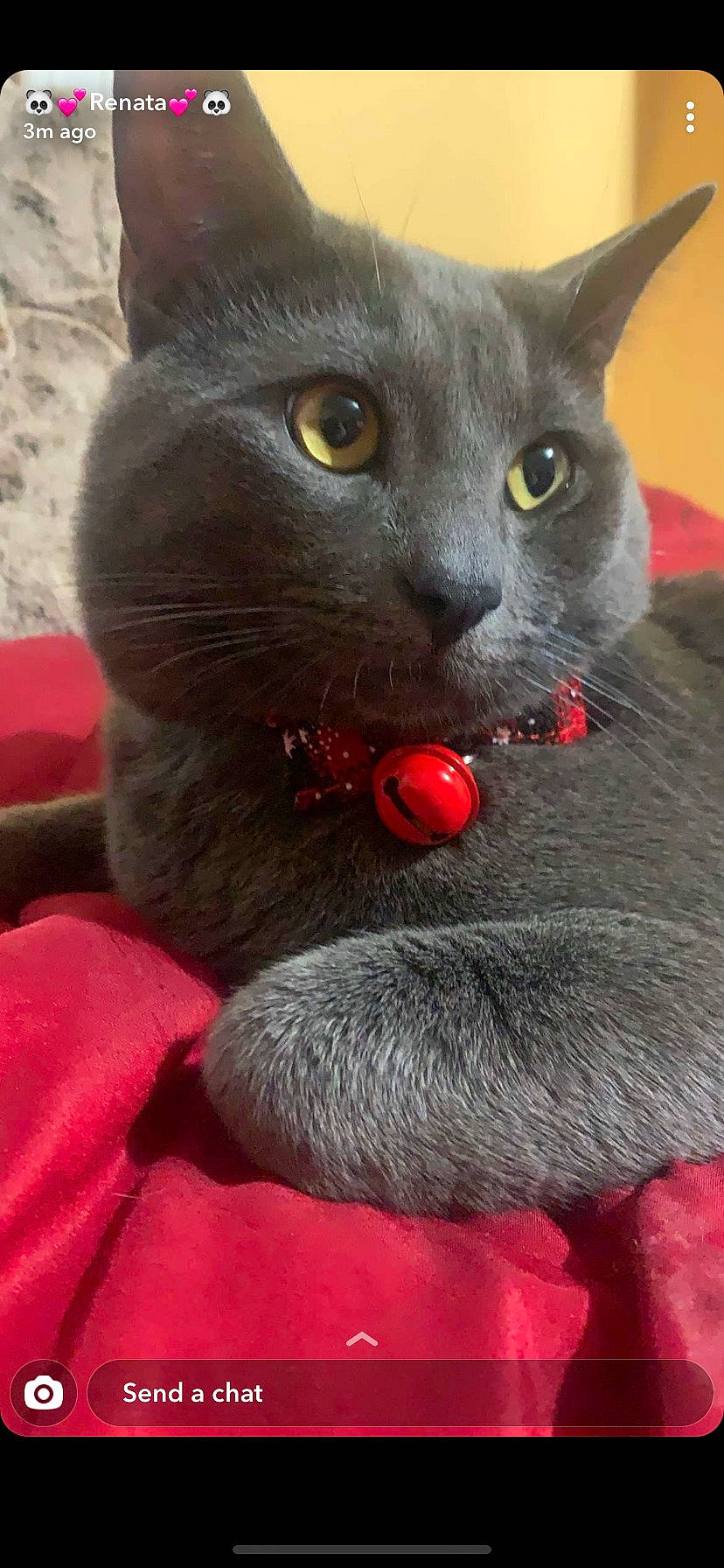 Dutch joined the competition — help win amazing prizes! carmine, carnivore, cat, close_up, domestic_short_haired_cat, felidae, fur, grey, paw, small_to_medium_sized_cats, snout, whiskers