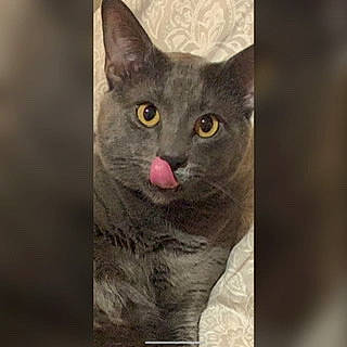 Dutch joined the competition — help win amazing prizes! carnivore, cat, domestic_short_haired_cat, felidae, fur, grey, iris, photo_caption, small_to_medium_sized_cats, snout, terrestrial_animal, whiskers