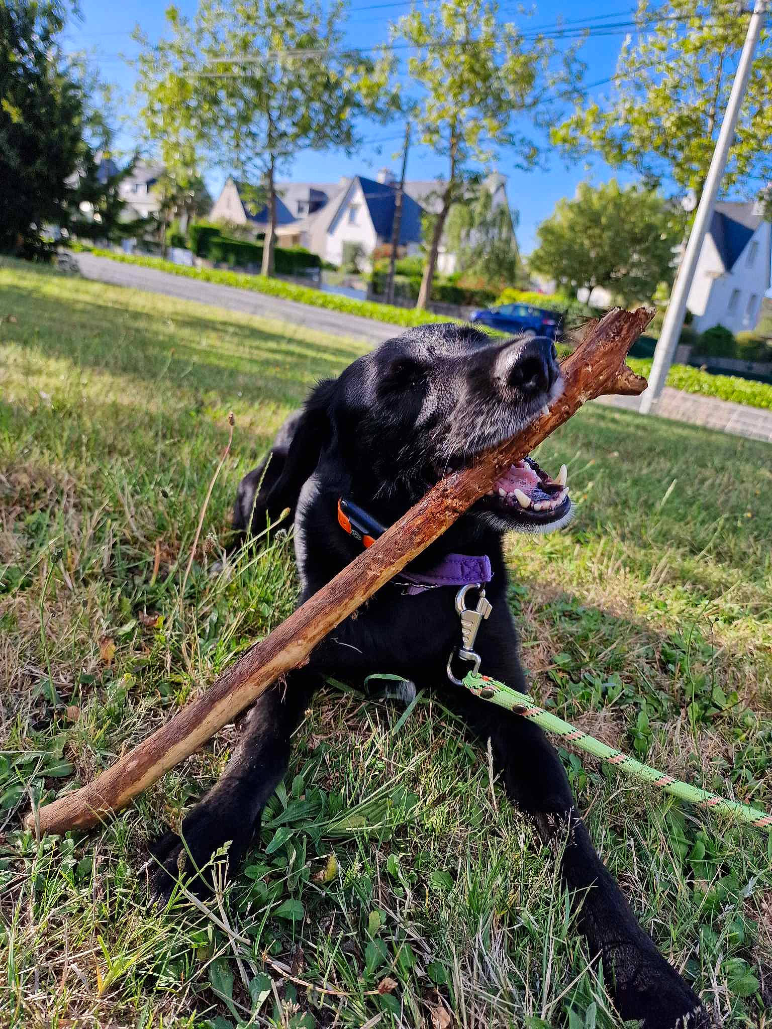 Masha participe au concours pour gagner de l'argent avec cette photo : canidae, carnivore, collar, companion_dog, dog, dog_breed, dog_collar, grass, grassland, guard_dog, leash, liver, pasture, plant, sky, snout, sporting_group, tree, working_animal, working_dog