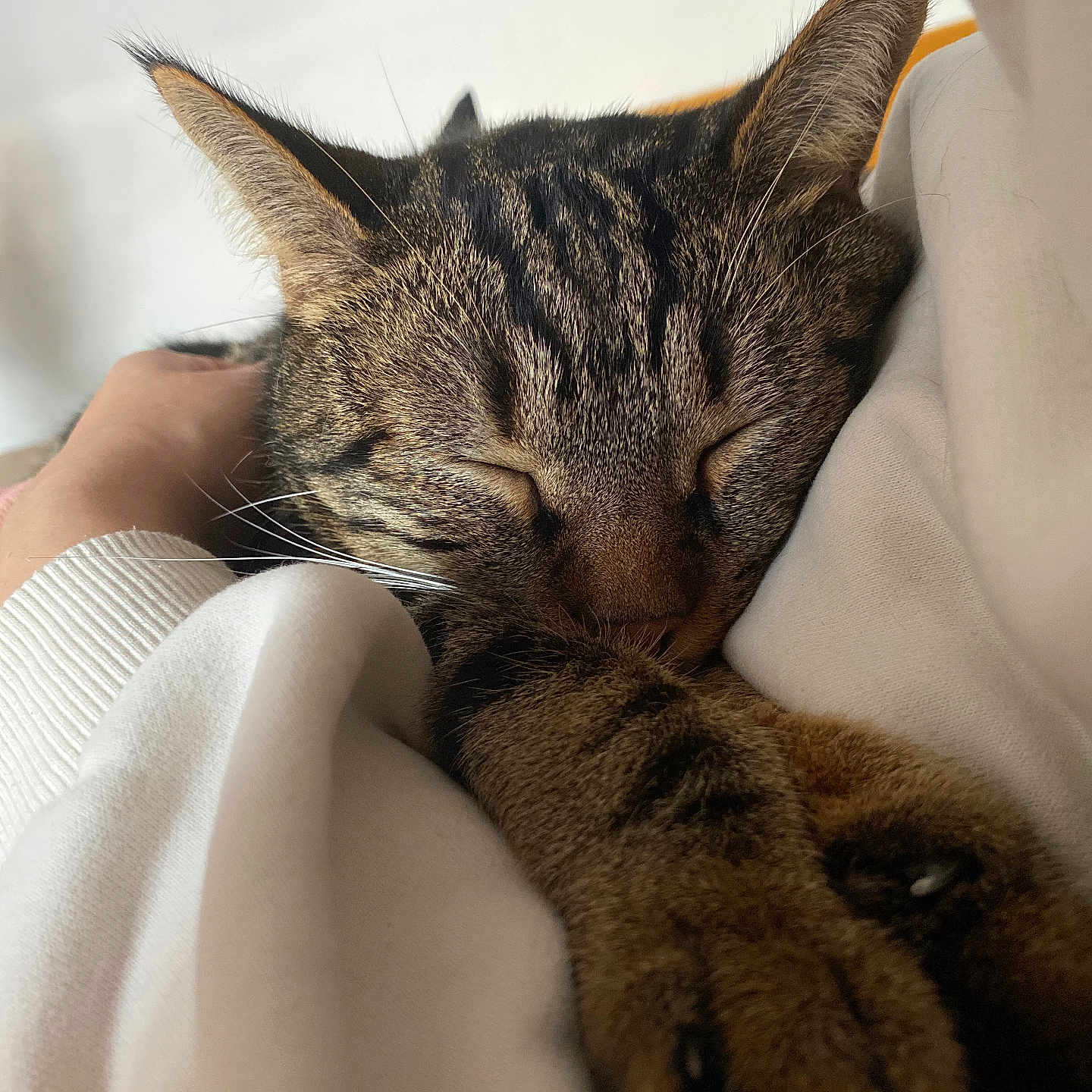 Tigrou participe au concours pour gagner de l'argent avec cette photo : cat, tabby, sleeping, paws, fur, closeup, cozy, rest, pet, animal, whiskers, ears, relaxation, comfort, indoor, soft, cute, nap, mammal, domestic