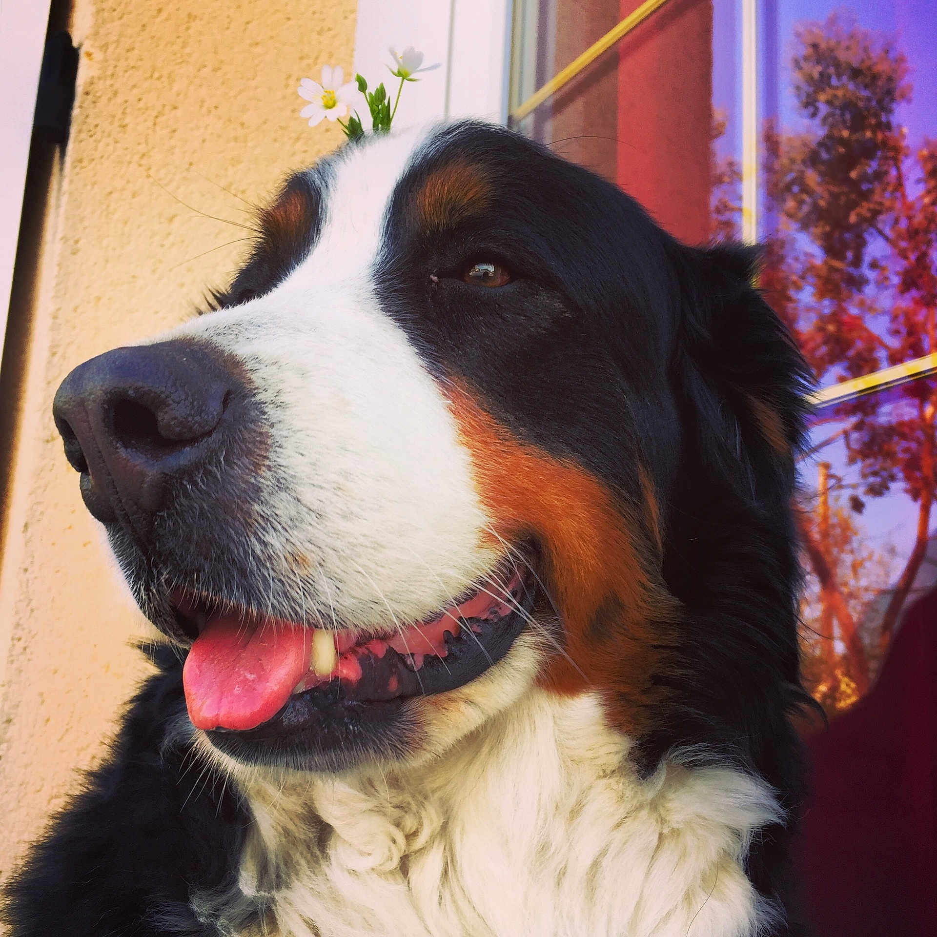 Lizy participe au concours pour gagner de l'argent avec cette photo : dog, bernese_mountain_dog, close_up, tongue_out, flower_crown, happy, pet, canine, fur, whiskers, outdoor, window, reflection, tree, colorful, portrait, animal, cute, nature, relaxed