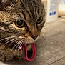 Kitty joined the competition — help win amazing prizes! cat, tabby, close_up, whiskers, collar, floor, indoor, pet, animal, feline, curious, yellow_eyes, domestic_cat, fur, ears, nose, household, blurred_background, pink_collar, wooden_floor