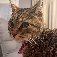 Kitty joined the competition — help win amazing prizes! cat, tabby_cat, pet, indoor, curious, feline, collar, whiskers, closeup, yellow_eyes, fur, domestic_animal, couch, home, window, curtains, seated, side_view, mammal, animal