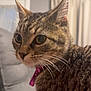 cat, tabby_cat, pet, indoor, curious, feline, collar, whiskers, closeup, yellow_eyes, fur, domestic_animal, couch, home, window, curtains, seated, side_view, mammal, animal