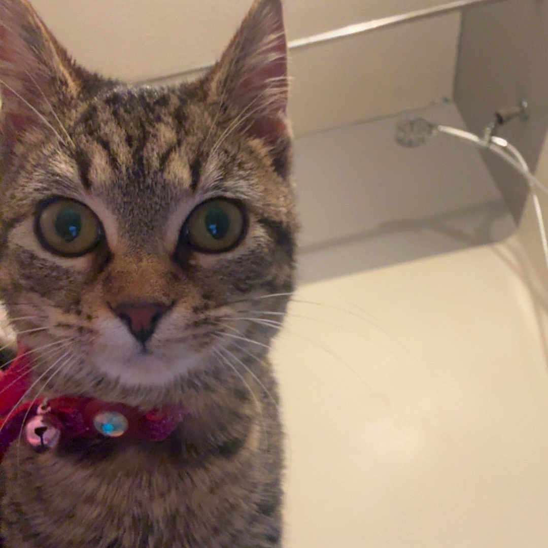 Kitty