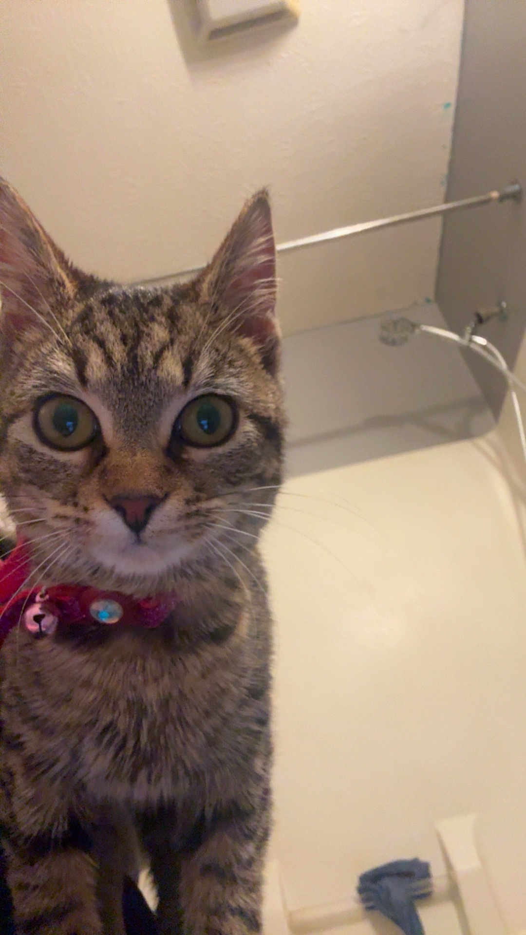 Kitty