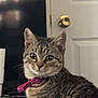 Kitty joined the competition — help win amazing prizes! cat, tabby_cat, indoor, pet, animal, feline, striped_fur, pink_collar, door, doorknob, cup, curious, seated, looking, domestic, household, whiskers, ears, eyes, fur