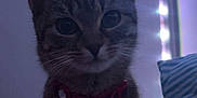 Kitty is registered to the contest to win money with this photo: cat, close_up, collar, bell, pet, indoor, feline, curious, whiskers, ears, striped, pillow, fairy_lights, dim_lighting, animal, cute, portrait, domestic_cat, mammal, furry