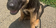 Creed is registered to the contest to win money with this photo: puppy, dog, german_shepherd, pet, leash, outdoor, grass, concrete, sunlight, cute, young, animal, sitting, fur, ears, black, brown, smiling, nature, daytime