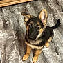 Creed is registered to the contest to win money with this photo: puppy, dog, german_shepherd, floor, wooden_floor, indoor, pet, young_dog, fur, ears, tail, cute, animal, looking_up, sitting, brown, black, canine, adorable, companion