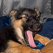 Creed is registered to the contest to win money with this photo: puppy, dog, yawn, tongue, sleepy, bed, blanket, fur, paw, lying_down, cute, animal, pet, indoors, cozy, resting, canine, friend, snuggle, closeup