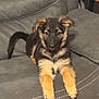 Creed joined the competition — help win amazing prizes! puppy, dog, german_shepherd, pet, indoor, couch, furniture, young, fur, animal, cute, sitting, looking, ears, tail, collar, household, domestic, companion, relaxing