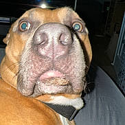 Rocky joined the competition — help win amazing prizes! dog, close_up, brown_dog, pet, indoor, surprised_expression, animal, canine, face, nose, whiskers, collar, fur, looking_at_camera, wide_eyes, domestic_animal, muzzle, portrait, alert, house