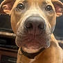 Rocky is registered to the contest to win money with this photo: dog, close_up, brown_fur, pet, indoor, collar, animal, face, nostrils, ears, curious, looking, whiskers, snout, canine, domestic_animal, portrait, fur, expression, muzzle