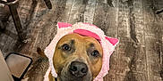 Rocky is registered to the contest to win money with this photo: dog, costume, pink, ears, floor, wooden_floor, kitchen, cabinet, pet, animal, looking_up, brown_dog, indoor, curious, cute, fluffy, collar, expression, domestic, portrait