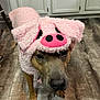 Rocky is registered to the contest to win money with this photo: dog, costume, pink, pig, pet, animal, indoor, floor, wooden_floor, brown_dog, cute, funny, clothing, ears, snout, canine, looking_up, house, cabinet, portrait