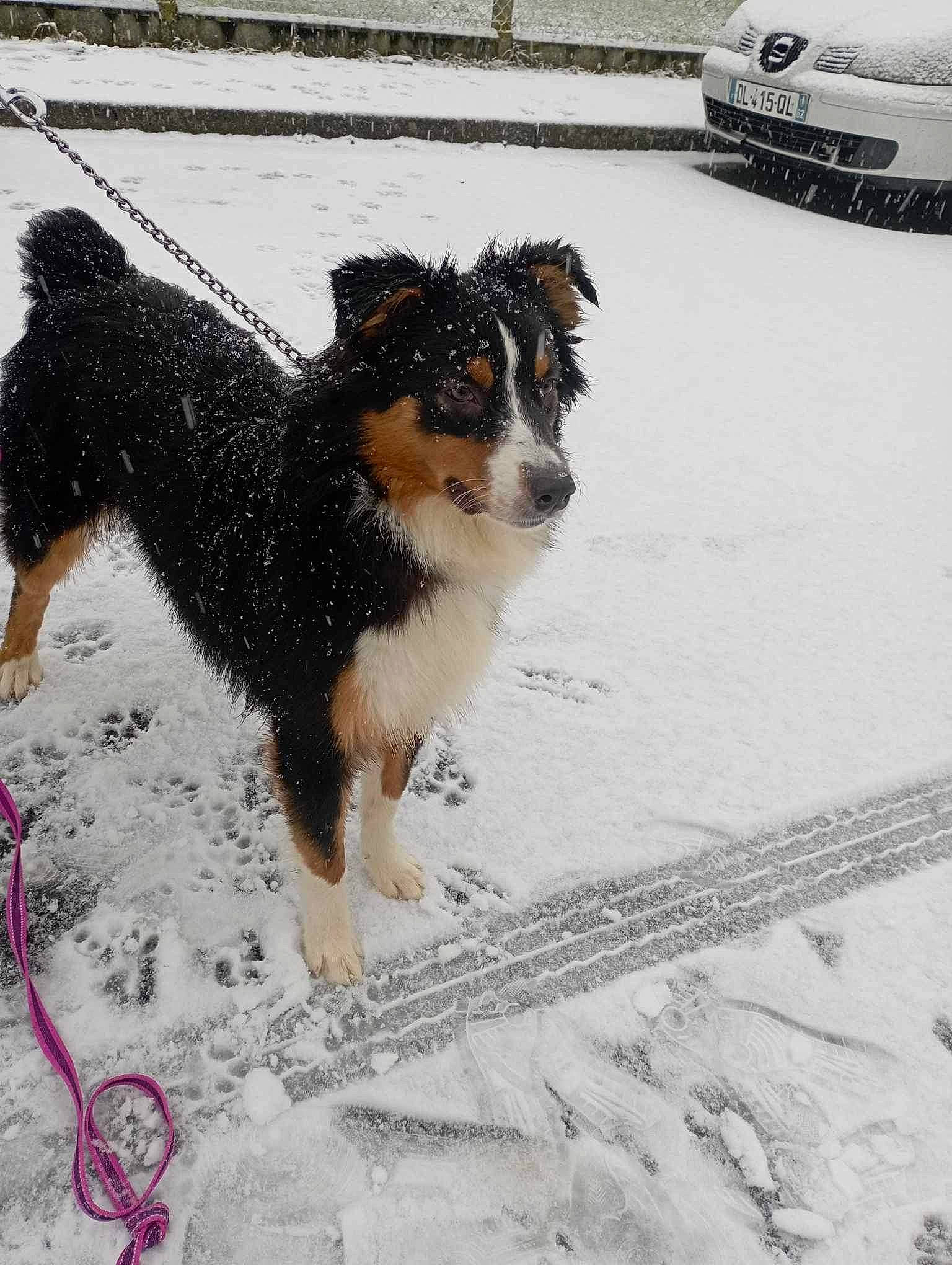 Raïka participe au concours pour gagner de l'argent avec cette photo : automotive_exterior, automotive_lighting, automotive_tire, canidae, carnivore, companion_dog, dog, dog_breed, freezing, fur, grille, snout, snow, sporting_group, tail, vehicle, vehicle_registration_plate, winter, working_animal, working_dog