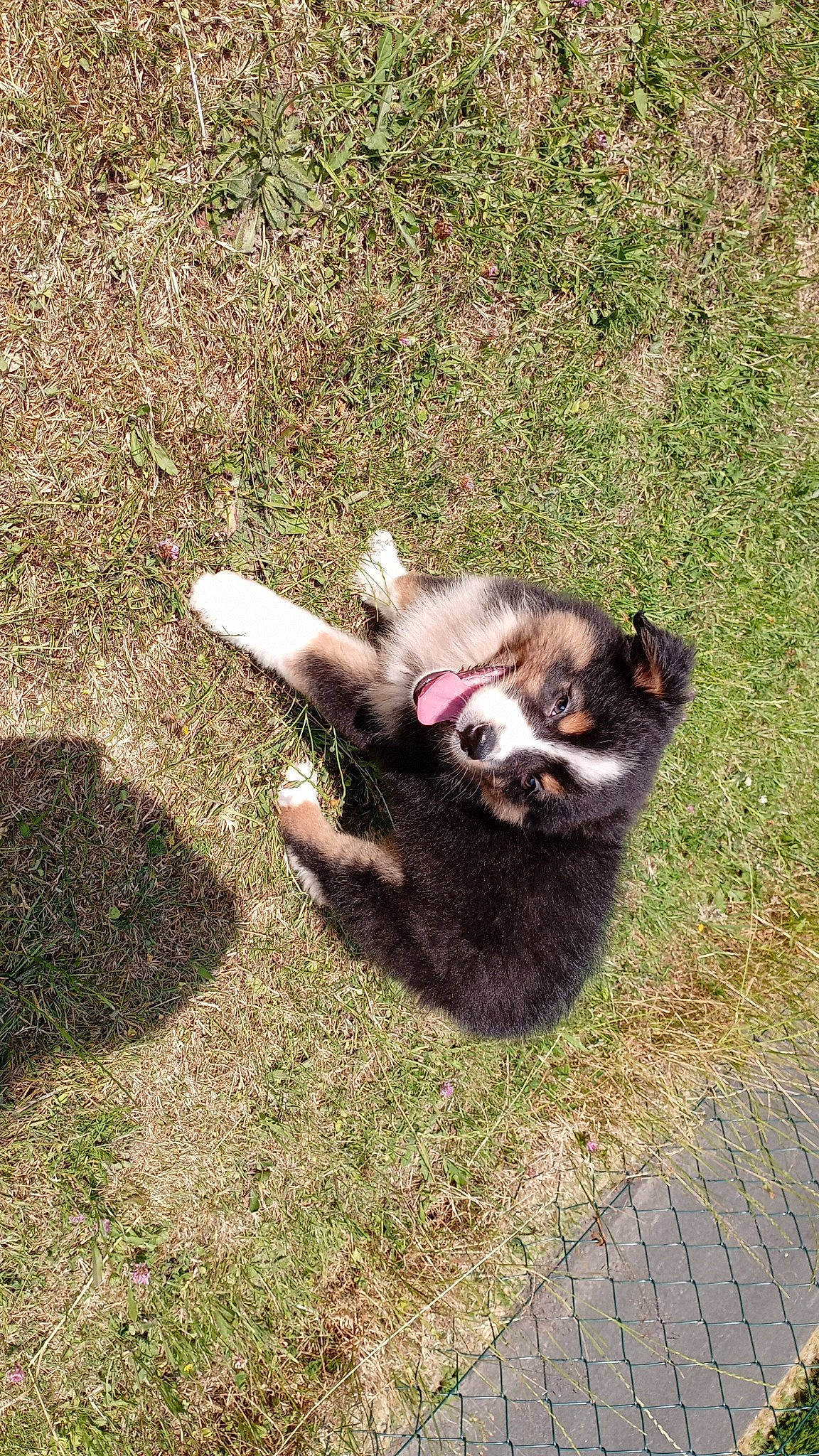 Raïka participe au concours pour gagner de l'argent avec cette photo : canidae, carnivore, companion_dog, dog, dog_breed, domestic_short_haired_cat, eye, fawn, felidae, fur, grass, herding_dog, paw, small_to_medium_sized_cats, snout, sporting_group, tail, terrestrial_animal, whiskers, working_animal