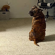 Creed joined the competition — help win amazing prizes! animal, black, brindle, brown, canine, carpet, chair, curious, dog, ears, floor, furniture, home, indoor, light, looking_back, pet, sitting, storage_basket, tail