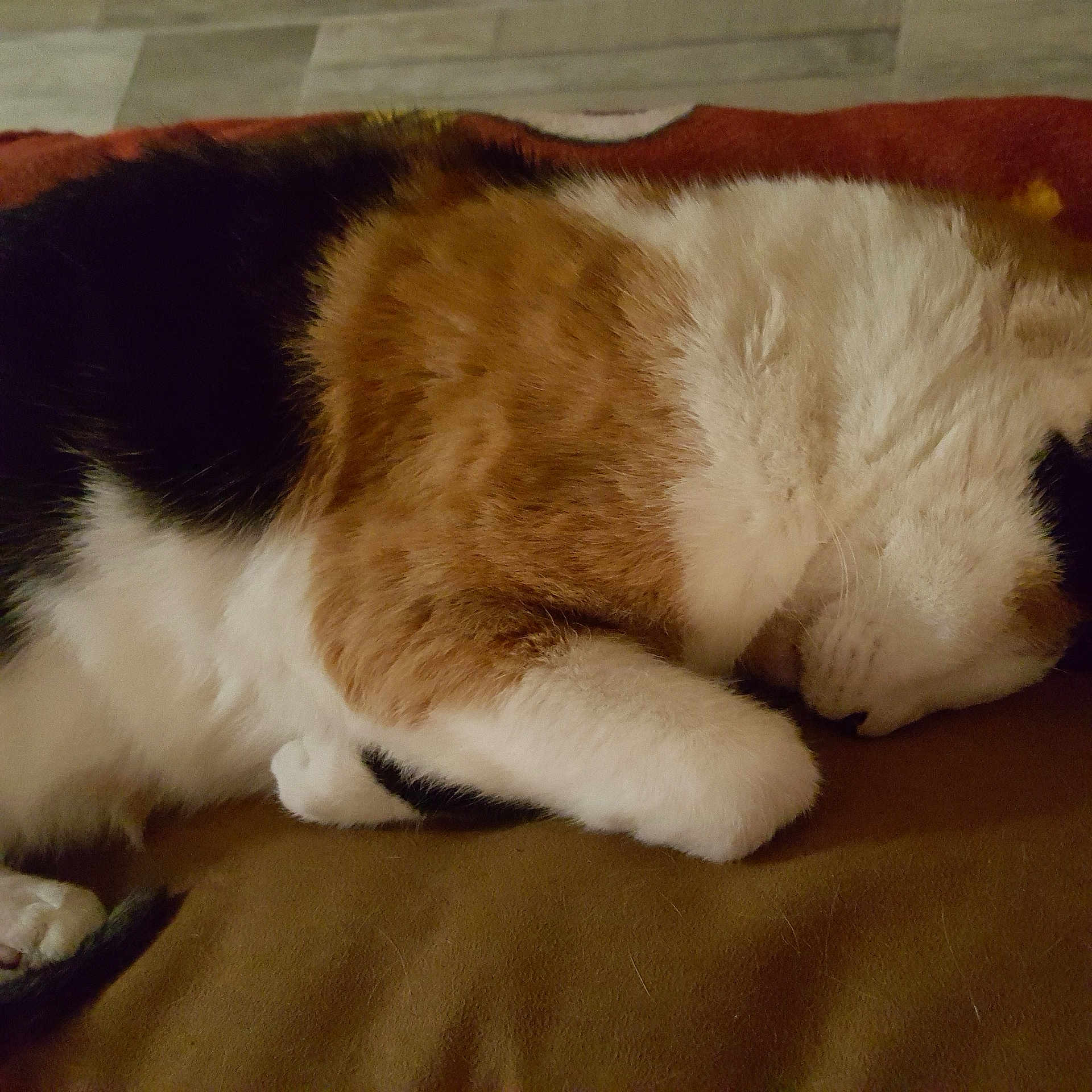 Gigi joined the competition — help win amazing prizes! canidae, carnivore, cat, claw, dog_breed, fawn, felidae, fur, mammal, paw, small_to_medium_sized_cats, tail, whiskers