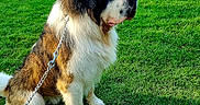 Shadow participe au concours pour gagner de l'argent avec cette photo : dog, saint_bernard, grass, leash, outdoor, lake, water, trees, nature, canine, pet, summer, sunlight, animal, mammal, park, sitting, fur, quiet, scenery