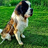 dog, saint_bernard, grass, leash, outdoor, lake, water, trees, nature, canine, pet, summer, sunlight, animal, mammal, park, sitting, fur, quiet, scenery