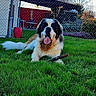 Shadow a rejoint le concours — aidez-le/la à gagner de superbes lots ! dog, st_bernard, grass, yard, fence, stick, outdoor, pet, animal, garden, greenery, canine, summer, nature, house, relaxed, tongue_out, big_dog, fluffy, daylight