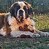 dog, saint_bernard, plush_toy, outdoor, grass, flowers, sunlight, fence, nature, pet, animal, resting, fluffy_fur, toy, brown, white, cute, relaxed, summer, garden