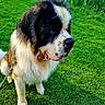 Shadow a rejoint le concours — aidez-le/la à gagner de superbes lots ! dog, saint_bernard, leash, grass, outdoor, pet, canine, fur, tongue, animal, mammal, cute, companion, nature, greenery, portrait, sitting, friendly, large_dog, fluffy
