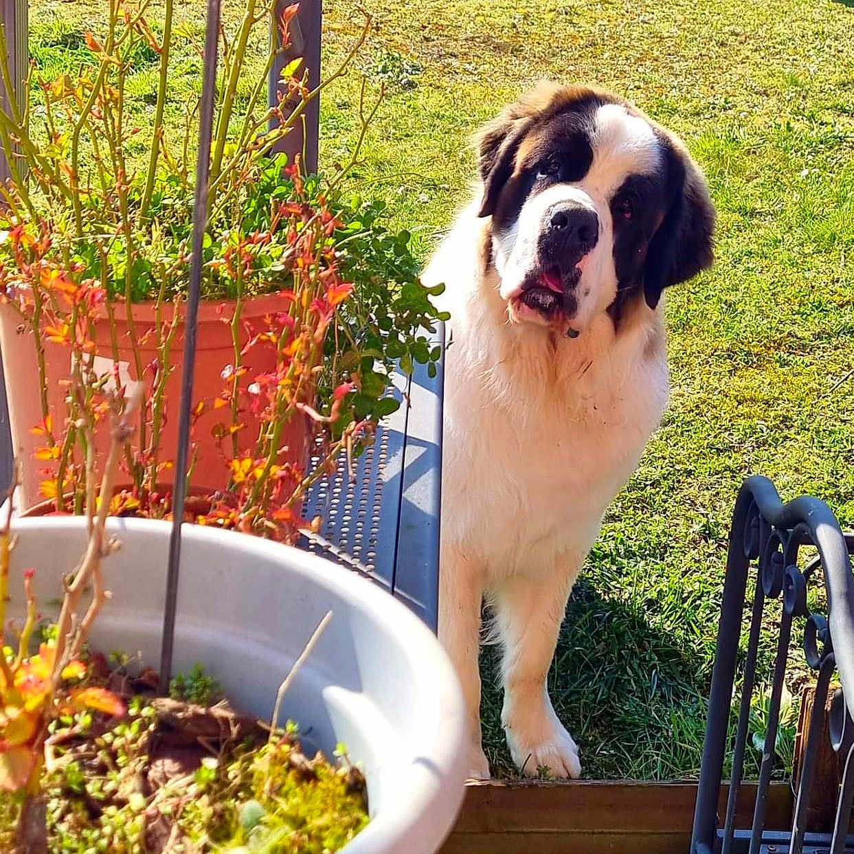 Shadow a rejoint le concours — aidez-le/la à gagner de superbes lots ! animal, backyard, canine, dog, garden, grass, herbal, herbs, indoors, interiordesign, jar, nature, outdoors, pet, plant, planter, pottedplant, pottery, vase, yard