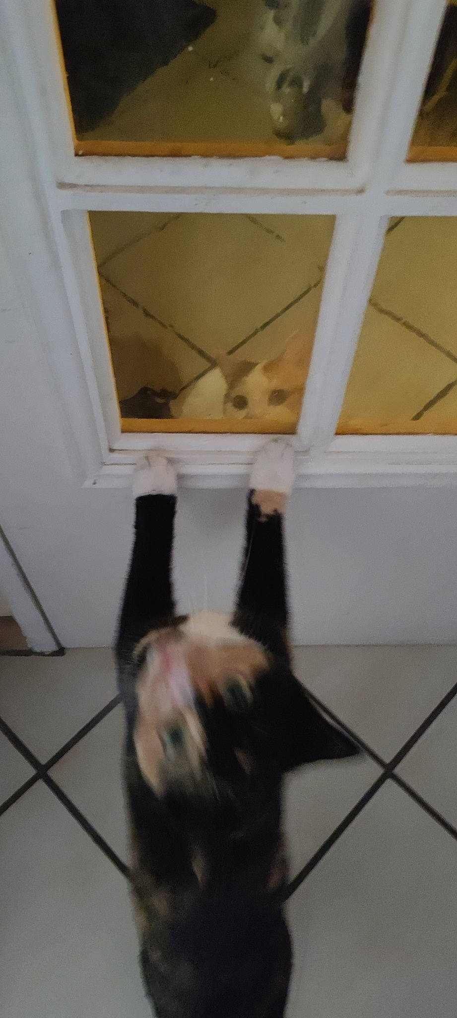 Chewy participe au concours pour gagner de l'argent avec cette photo : canidae, carnivore, cat, companion_dog, dog_breed, domestic_short_haired_cat, fawn, felidae, floor, flooring, foot, fur, hardwood, pet_supply, room, small_to_medium_sized_cats, sporting_group, tail, whiskers, wood