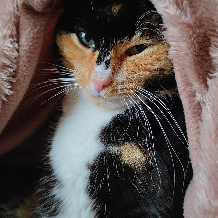 Chewy
