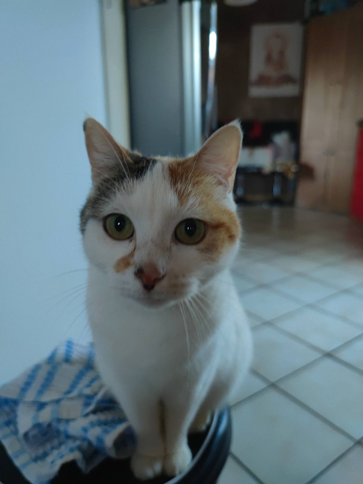 Naboo a rejoint le concours — aidez-le/la à gagner de superbes lots ! carnivore, cat, domestic_short_haired_cat, fawn, felidae, flooring, fur, paw, small_to_medium_sized_cats, snout, tail, whiskers