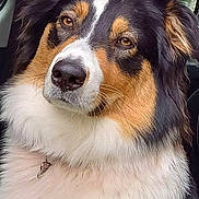 Rosie a rejoint le concours — aidez-le/la à gagner de superbes lots ! dog, tricolor, australian_shepherd, pet, animal, fur, car_interior, window, outdoor, greenery, portrait, looking, ears, nose, collar, fluffy, face, sitting, companion, canine
