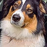 dog, tricolor, australian_shepherd, pet, animal, fur, car_interior, window, outdoor, greenery, portrait, looking, ears, nose, collar, fluffy, face, sitting, companion, canine