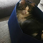 Gizmo is registered to the contest to win money with this photo: animal, blue_box, bottle, cat, closeup, couch, cozy, domestic_animal, feline, fur, furniture, grey, home, indoor, lamp, pet, relaxed, resting, sleeping, soft_light