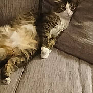 Gizmo is registered to the contest to win money with this photo: animal, cat, comfort, couch, cozy, ears, face, feline, fluffy, fur, home, indoor, laying, pet, relaxed, resting, sofa, tabby, whiskers, white_paws