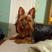 Tank is registered to the contest to win money with this photo: dog, pet, bed, fur, ears, brown, black, lying_down, indoor, cute, animal, canine, portrait, relaxed, looking_at_camera, furniture, home, closeup, soft_light, cozy