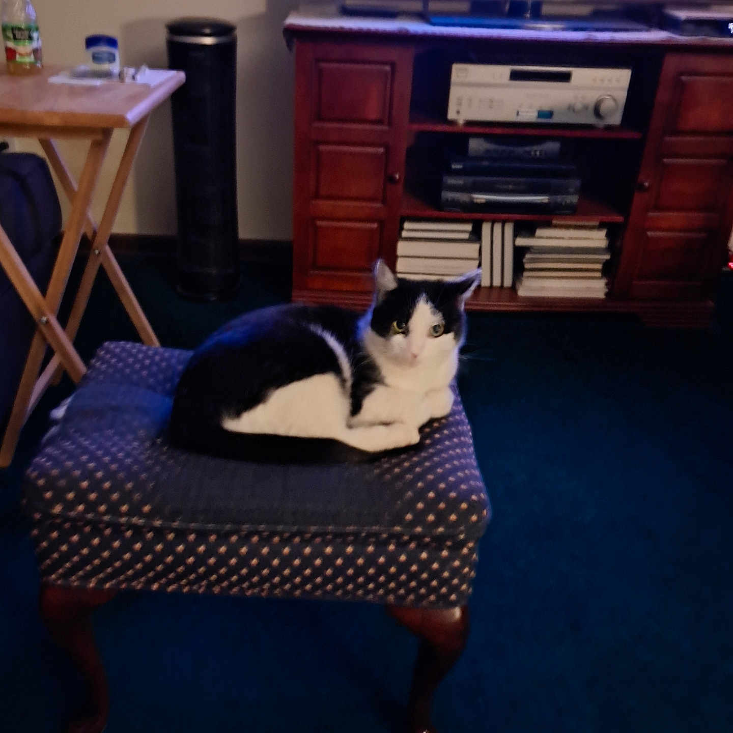 Luna is registered to the contest to win money with this photo: animal, black_and_white_cat, books, bottle, carpet, cat, cozy, domestic, electronics, furniture, home, indoor, living_room, ottoman, pet, relaxing, resting, table, television, wooden_cabinet