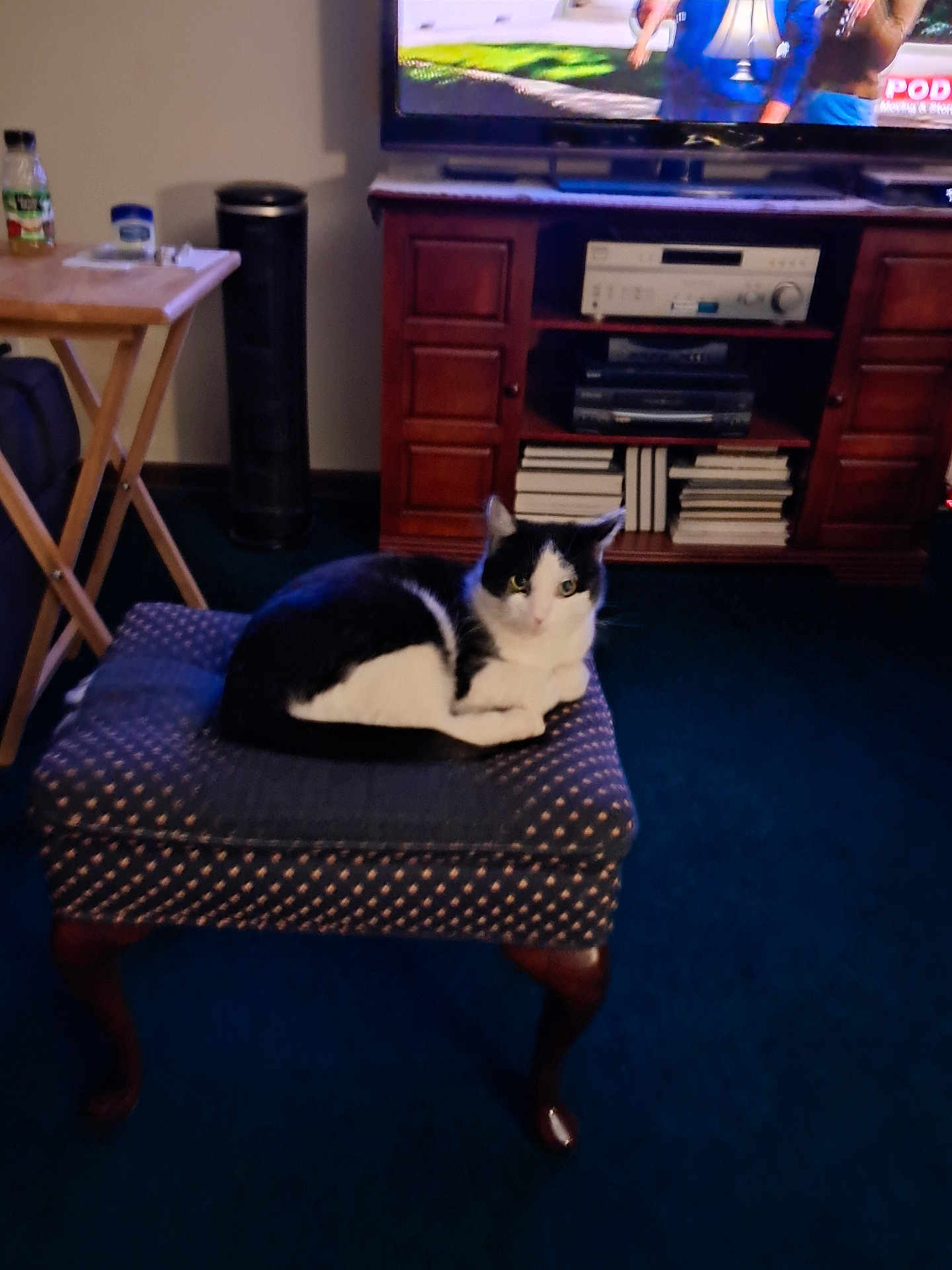 Luna is registered to the contest to win money with this photo: cat, black_and_white_cat, ottoman, furniture, living_room, carpet, television, books, wooden_cabinet, indoor, pet, resting, cozy, domestic, animal, home, relaxing, table, bottle, electronics