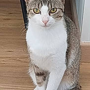 Vaïka a rejoint le concours — aidez-le/la à gagner de superbes lots ! animal, cat, closeup, curious, domestic_cat, ears, feline, floor, fur, indoor, looking, paws, pet, sitting, striped_tail, tabby, tail, whiskers, white_fur, wood_floor
